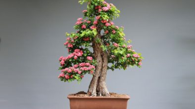 Jak pečovat o bonsaje