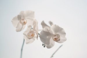 Venkovní orchideje
