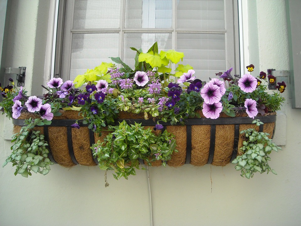 Sedm nejhezčích balkonových květin do truhlíku. Zasaďte si jednu z nich