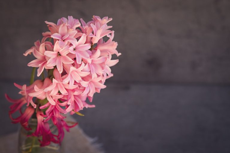 Pěstujeme hyacinty. Jak na to?