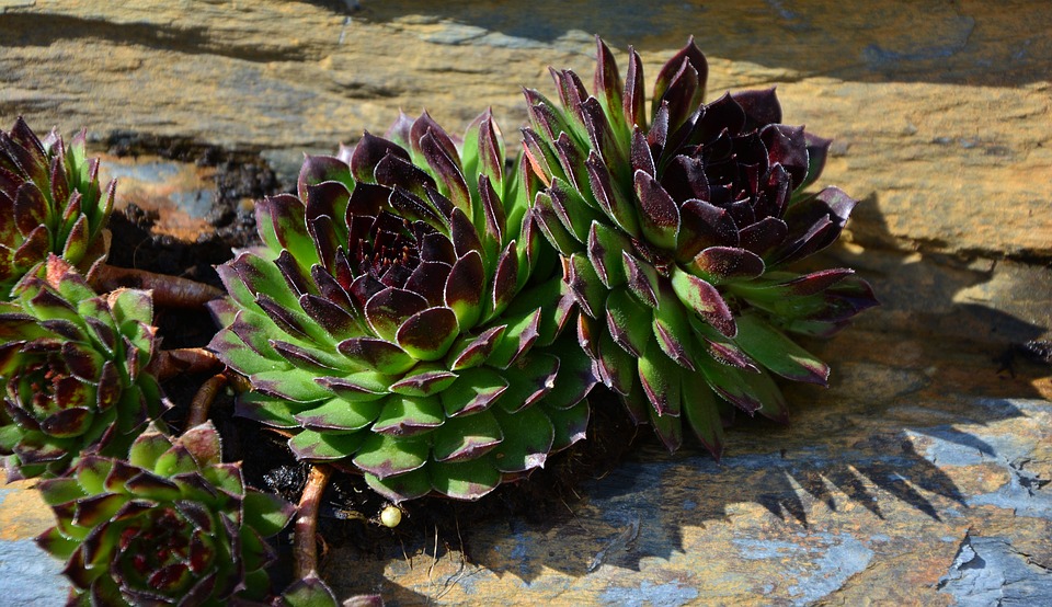 Co vysázet na skalku, aby kvetla po celý rok?