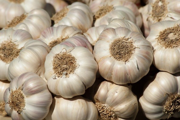 Pěstujeme česnek, přírodní antibiotikum