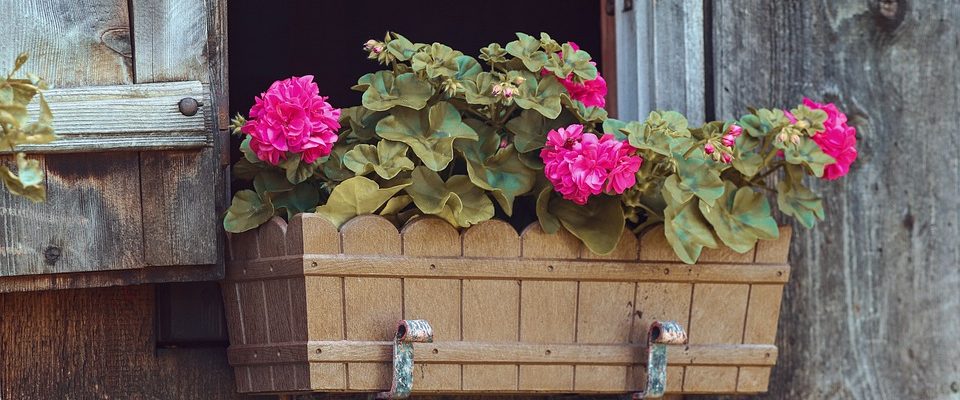 Jak se starat o balkonové květiny?
