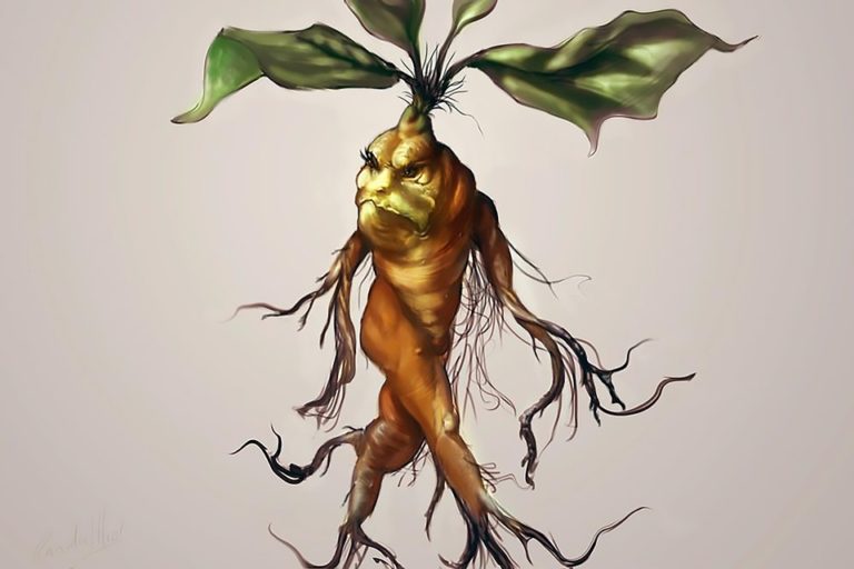 Magická mandragora jako nejstarší léčivka světa
