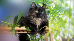 4 pokojové rostliny, kterými pohostíte svou kočku