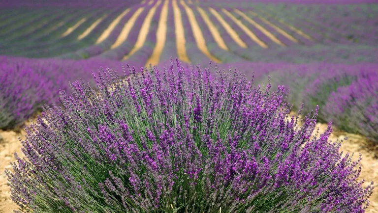 Provence u sebe doma: jak si přenést část jižní Francie do interiéru?  