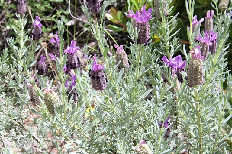 Lavandula stoechas s kompaktními květenstvími a výraznými fialovými listeny nad květy