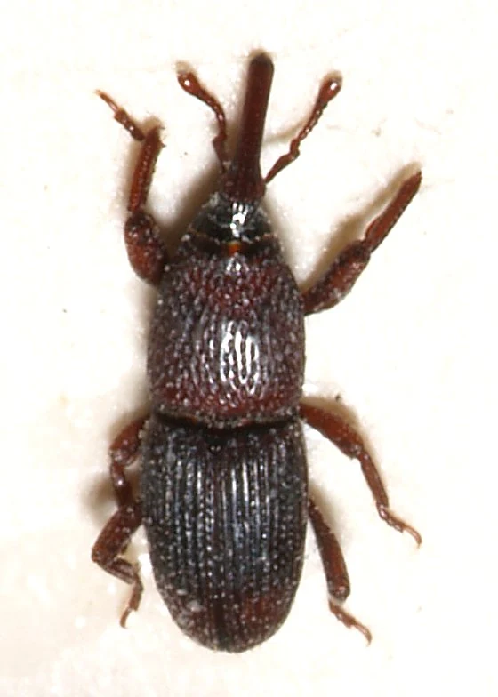 Pilous černý Sitophilus granarius s prodlouženým noscem na skutečné makrofotografii