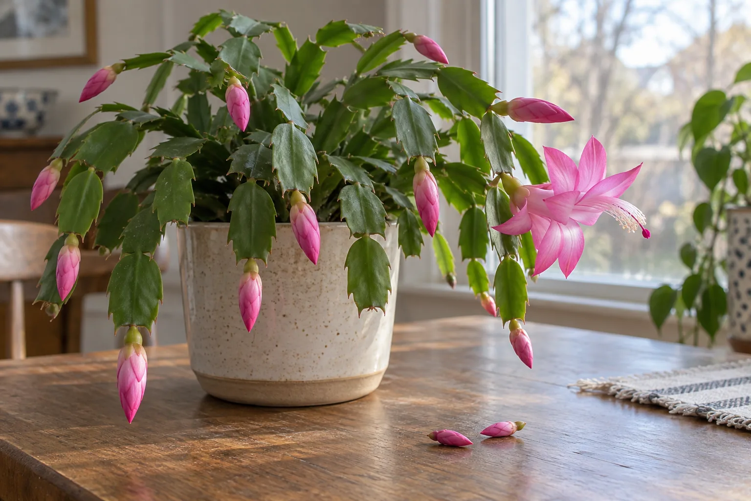 Schlumbergera s růžovými poupaty a dvěma spadlými poupaty na stole, AI ilustrace.